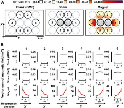 The light-independent locomotion response to a static magnetic field in Xenopus tadpoles